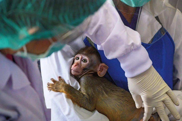 实验猴一只16万元，药企疯狂“囤猴”！发生了什么？