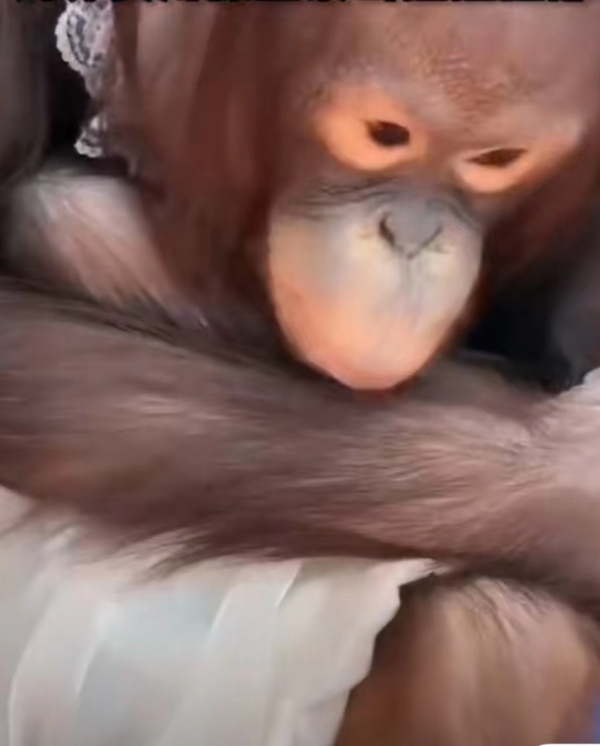 郑州一动物园饲养员直播时暴击猩猩脸部，回应：涉事人员已开除