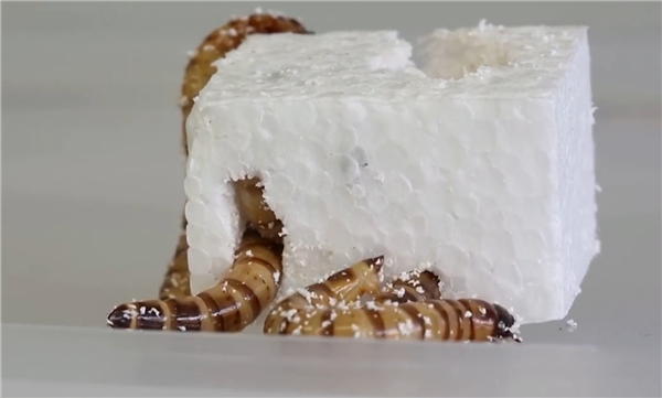 塑料降解新方式！科学家发现专吃塑料的“超级蠕虫”