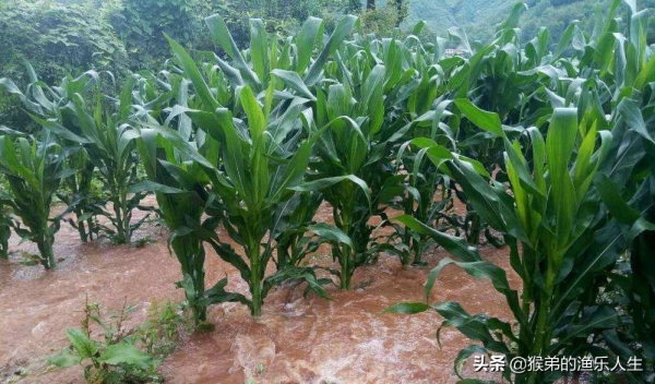大雨后，广西老农的田里长出大量鱼群，网友：龙王爷给的补偿