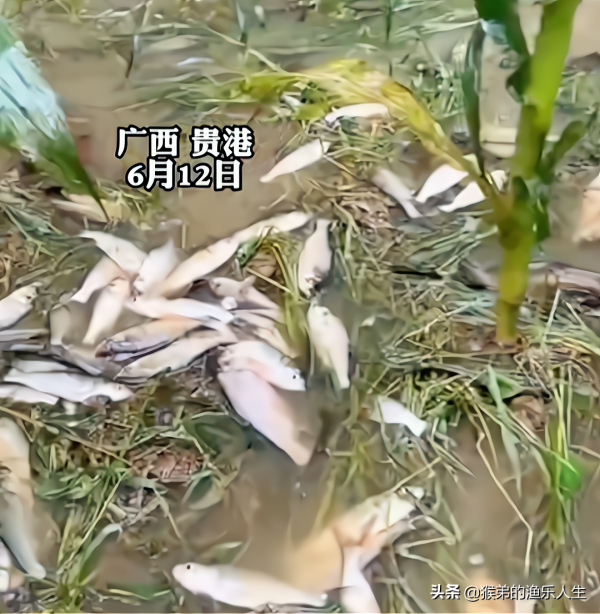 大雨后，广西老农的田里长出大量鱼群，网友：龙王爷给的补偿
