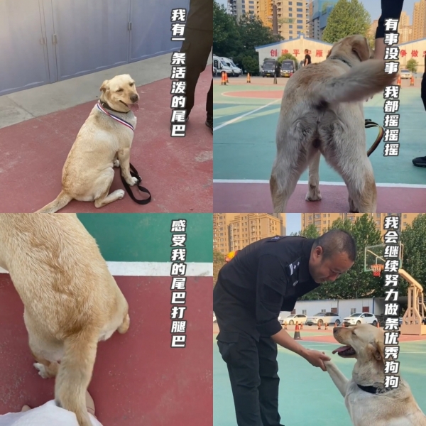 女子被警犬尾巴连环扇腿，西安公安发布警犬道歉视频：我有一条活泼的尾巴