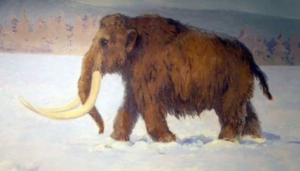 轰动全球 加拿大发现3万年前的猛犸象木乃伊,毫发未损