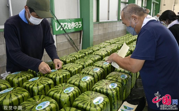 日本又出天价水果！方形西瓜上市一个售价近500元