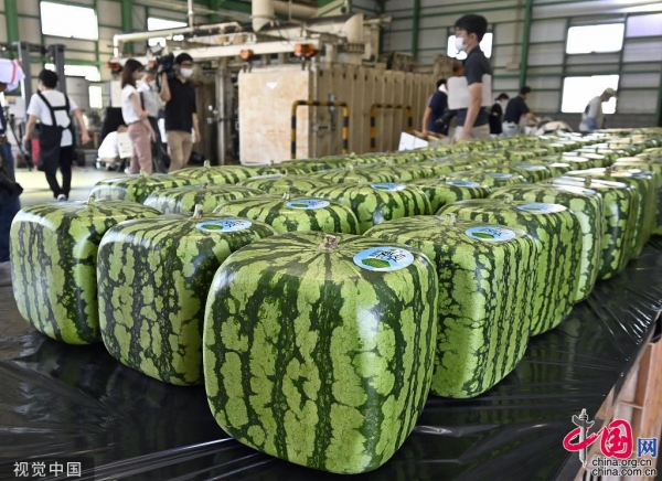 日本又出天价水果！方形西瓜上市一个售价近500元