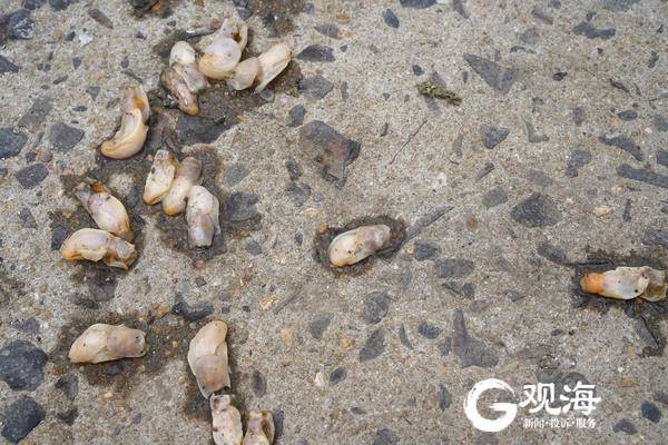 胶州湾首次规模出现敌害生物“白泥蚂”！青岛：允许暂时使用地笼网和底拖网