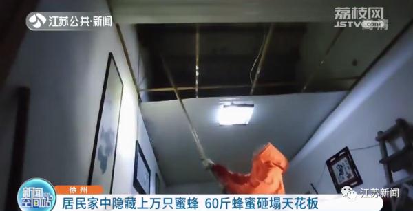 惊了！凌晨家中天花板塌了，飞出上万只密密麻麻的……