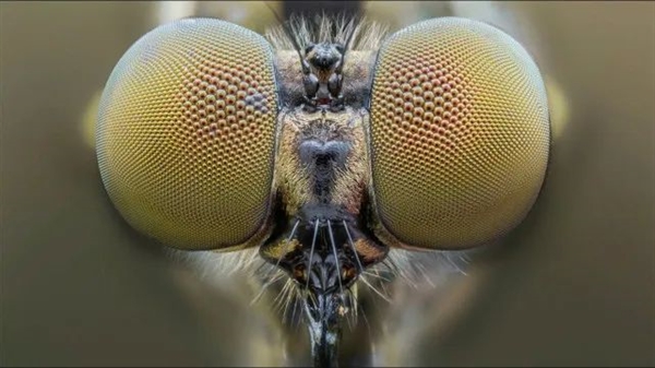日本天价仿真蜻蜓防蚊子：可是 蚊子真的看得见吗？