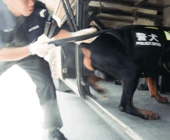 警犬的嗅觉有多灵敏?执行任务时,它直接闻出了对方的职业