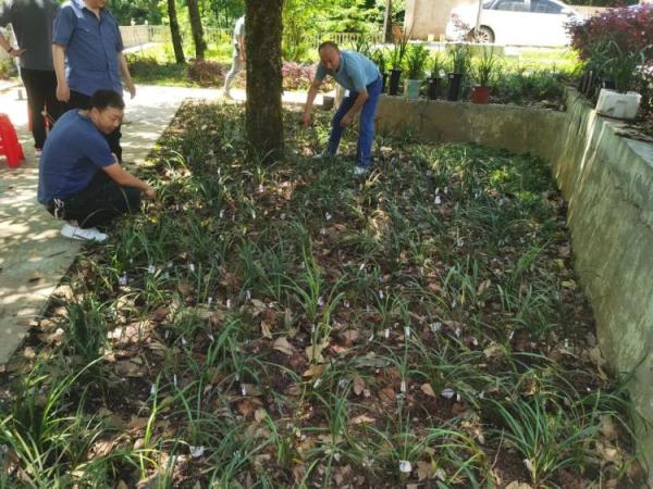 涉案21万余株，抓获13人！恩施公安破获一起涉兰草大案