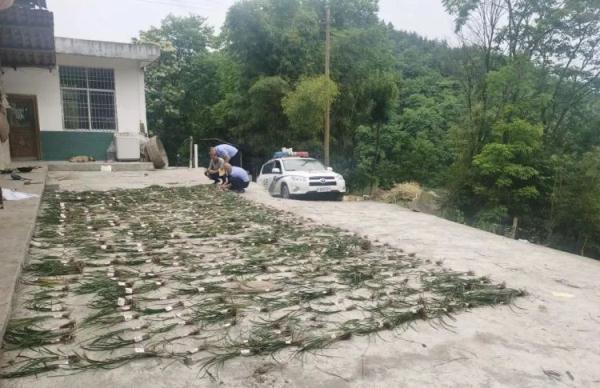 涉案21万余株，抓获13人！恩施公安破获一起涉兰草大案