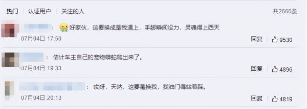 巨大黄金蟒盘踞车尾，摔下车后被高速公路养护员救走