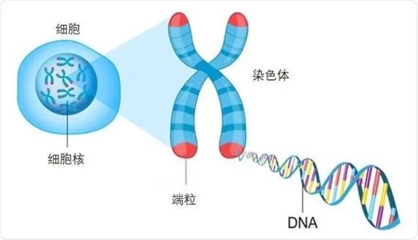 一位黑人女性的癌细胞养了70年:分裂出5000万吨