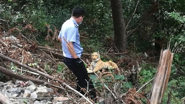 杭州一村民报警称树林里有“老虎”！民警上演单手擒“虎”