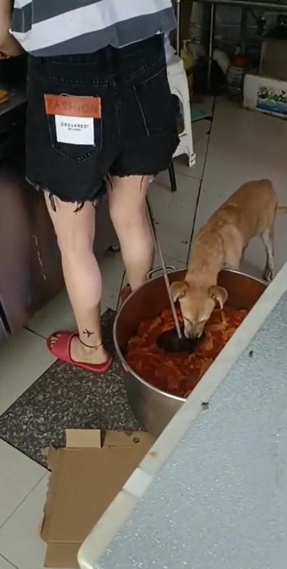 杭州一外卖员拍下狗在肉桶进食！涉事门店：没注意流浪狗，已倒掉