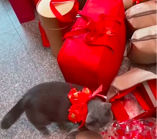 浙江一女生将猫咪打包成嫁妆，当事人：舍不得它，已经养了5年感情很深