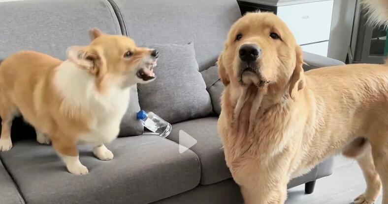 狗子争宠吵架小短腿骂骂咧咧大长腿看都不看像极了小情侣吵架