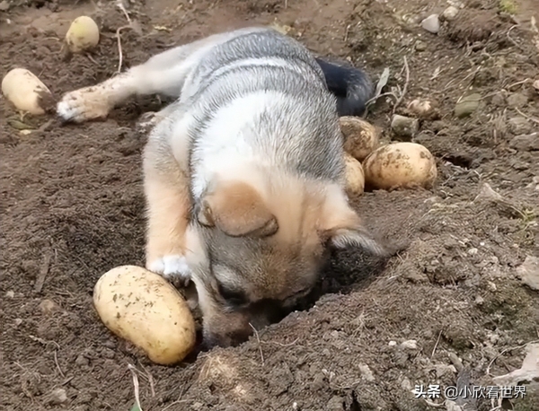 辽宁一狗子帮主人地里挖土豆，埋头苦干的动作萌化了：是来报恩的