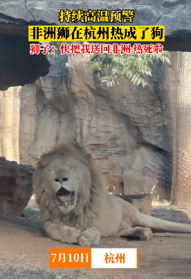 非洲狮在杭州热成了狗，不停张嘴吐舌头，工作人员：采用物理降温方式，没出现中暑现象