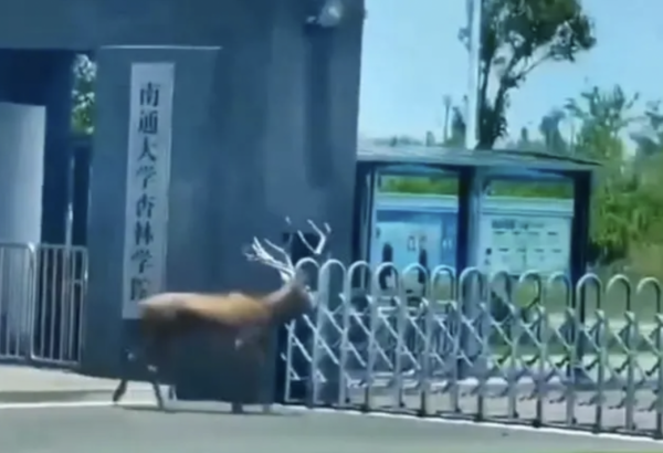 野生麋鹿闯进南通一高校戏水游玩，当地自规局：没有特殊情况不会干涉