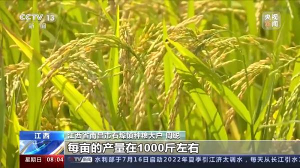 全国早稻收获已过四成 总体进展顺利