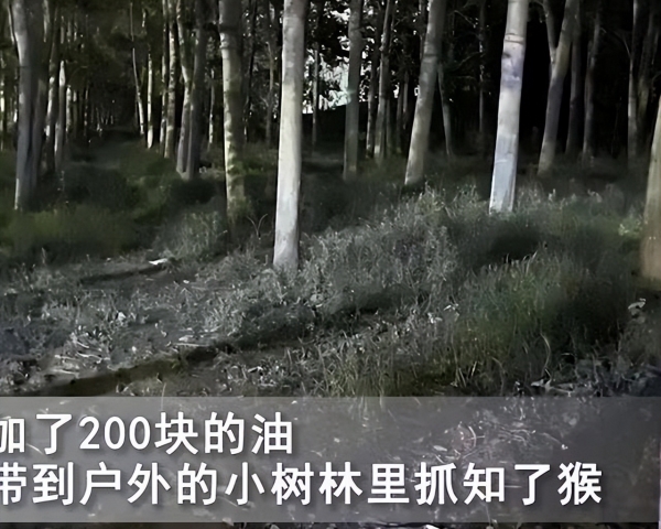 情侣约会小树林，女子满怀期待，结局出乎意料让人笑喷：抓知了