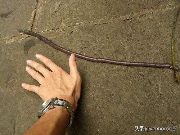 四川峨眉山的大蚯蚓能有多长?