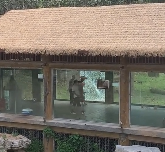 老虎拍碎玻璃 游客逃窜？济南动物园回应