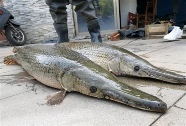 直击抽水捉拿“湖中怪鱼”：河南汝州巨型怪鱼系高危外来生物 被称水中杀手