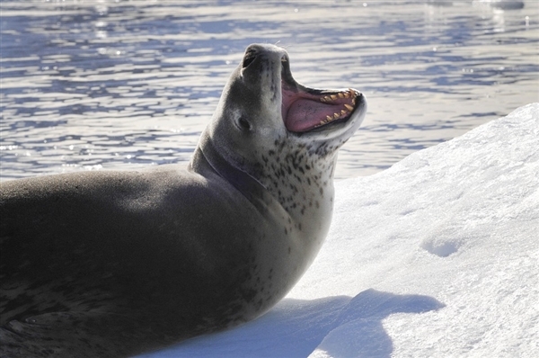 科学家撸完海豹要扇一耳光 让它记住人类的残酷？假的！