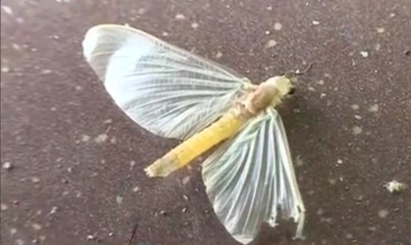 湖南益阳大桥现飞虫铺天盖地 致车辆打滑：专家科普是原始生物蜉蝣