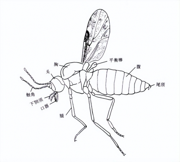 其实这是因为昆虫的趋色性