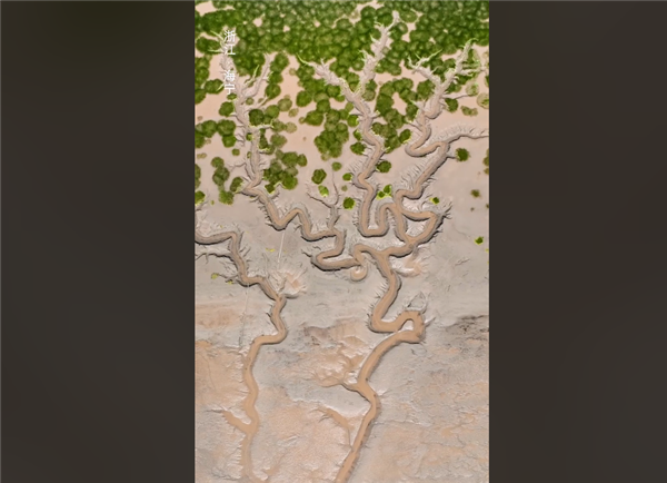 钱塘江大潮退去现“大地之树”景观：网友赞大自然鬼斧神工、诗画江南