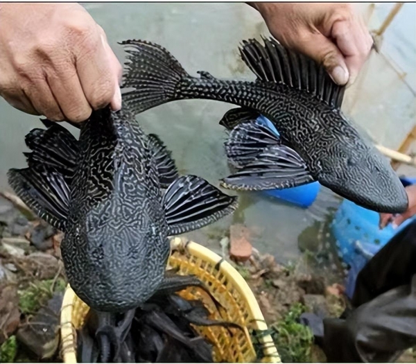 解读入侵我国的观赏鱼品种:清道夫和鳄雀鳝有何区别?