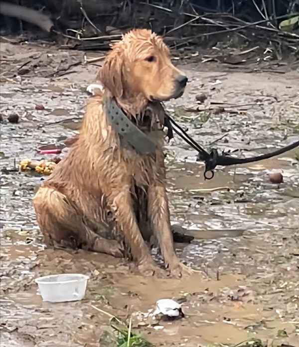 狼狈的狗图片