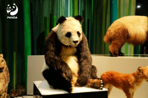 全球首只仿生大熊猫机器人亮相：可与游客畅快交流