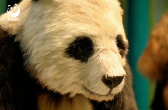 全球首只仿生大熊猫机器人亮相：可与游客畅快交流