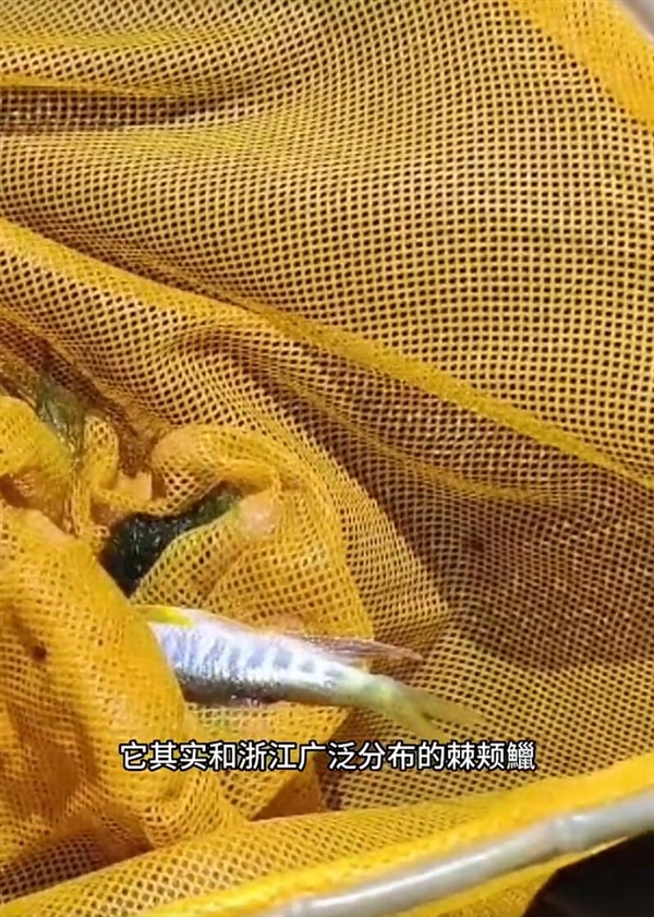 杭州发现鱼类新物种苕溪鱲：通体散发宝蓝色金属光泽
