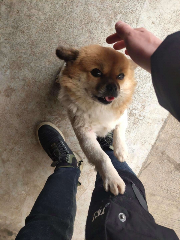 养狗多年才明白，狗狗扒拉你，其实是在告诉你这7件事！