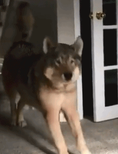 搞笑gif:潜质相当不错,欢迎你参加泰国“变性计”