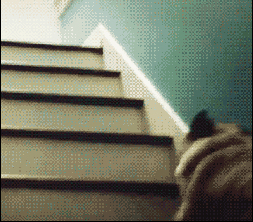 狸花娱乐：搞笑gif图~