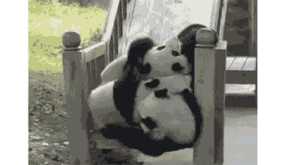 搞笑GIF图｜熊猫猫猫猫猫猫