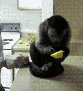 搞笑实验，给猴子喂一个芒果他会怎么样