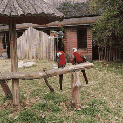 开心一刻搞笑图片（10）鹦鹉这么吊的吗？撩猫！逗狗！坑龟！