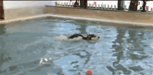 哈士奇学游泳，这是应该是哈士豚吧！