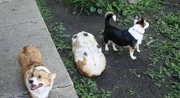 13张狗狗失误的超爆笑合辑萌蠢的让你笑出内伤3