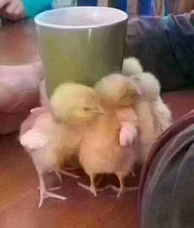 来一波搞笑的图