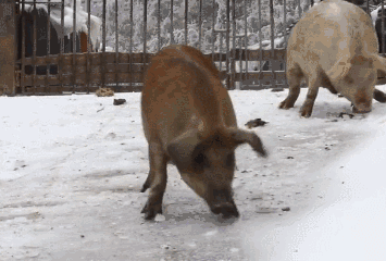 搞笑图片：南方大雪，最开心的竟然是这群猪~