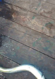 搞笑GIF：麦堆上用扫帚扑老鼠 这样不会累死吗？