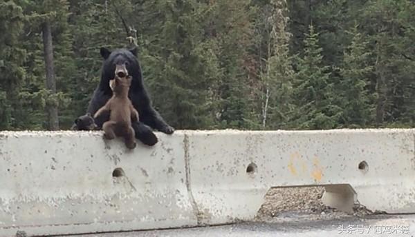 小熊调皮跑上高速公路遇险，熊妈妈忙救援，怪不得总喜欢说熊孩子